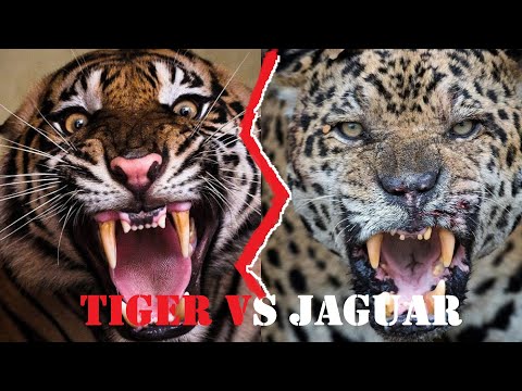 Detail Singa Vs Jaguar Nomer 23