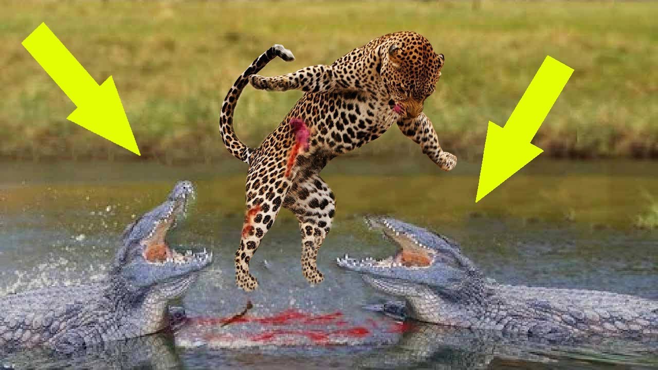 Detail Singa Vs Jaguar Nomer 24