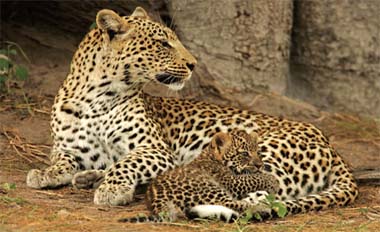 Detail Singa Vs Jaguar Nomer 25