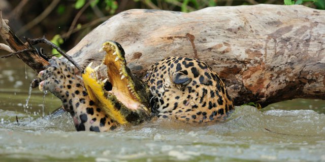 Detail Singa Vs Jaguar Nomer 28