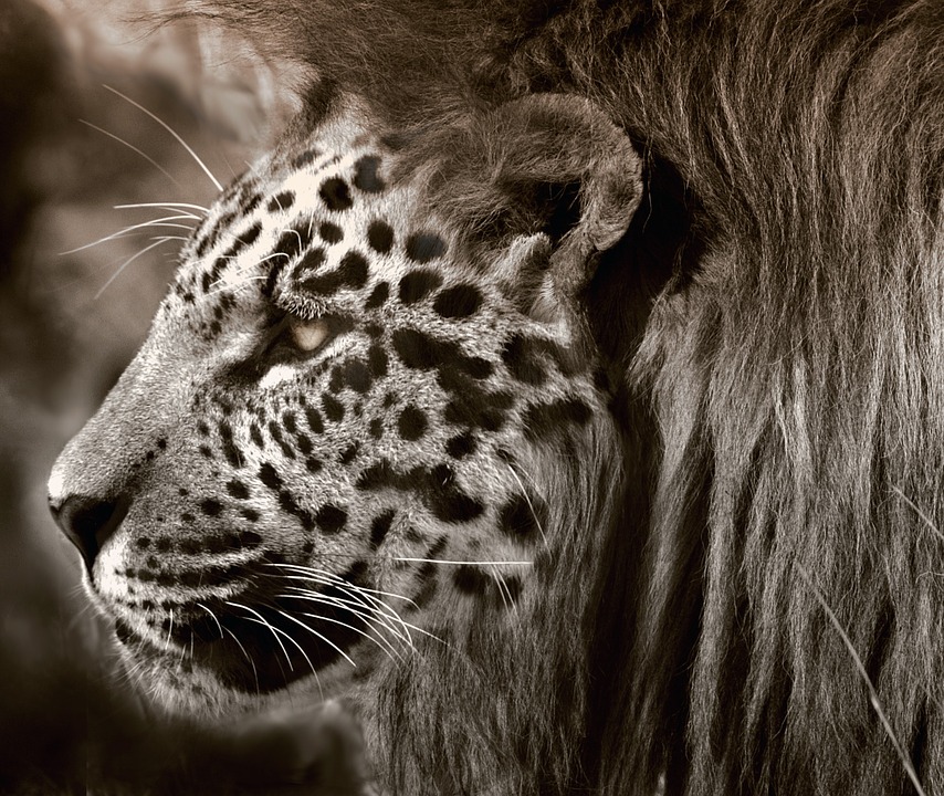 Detail Singa Vs Jaguar Nomer 32