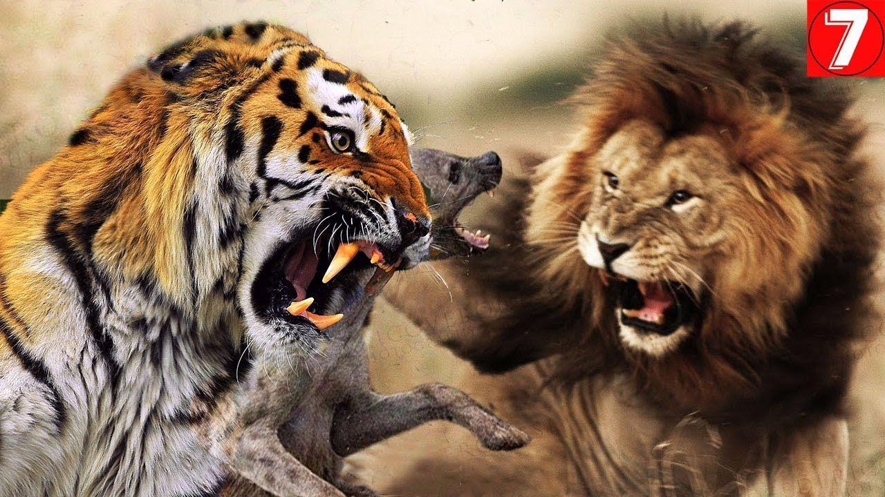 Detail Singa Vs Jaguar Nomer 34