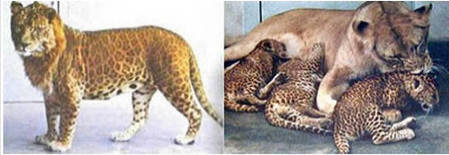 Detail Singa Vs Jaguar Nomer 35
