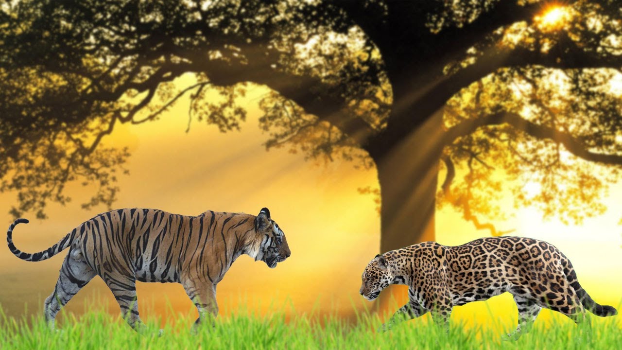 Detail Singa Vs Jaguar Nomer 5