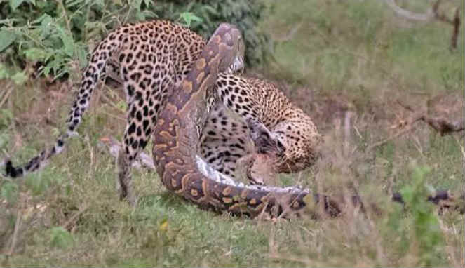 Detail Singa Vs Jaguar Nomer 44