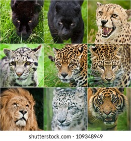 Detail Singa Vs Jaguar Nomer 45