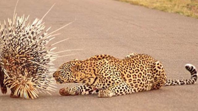 Detail Singa Vs Jaguar Nomer 46