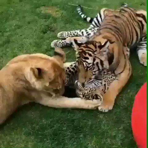 Detail Singa Vs Jaguar Nomer 51