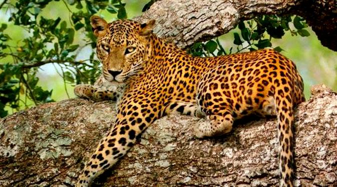 Detail Singa Vs Jaguar Nomer 52