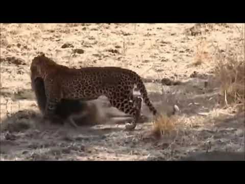 Detail Singa Vs Jaguar Nomer 53