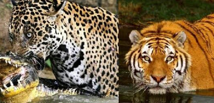 Detail Singa Vs Jaguar Nomer 54