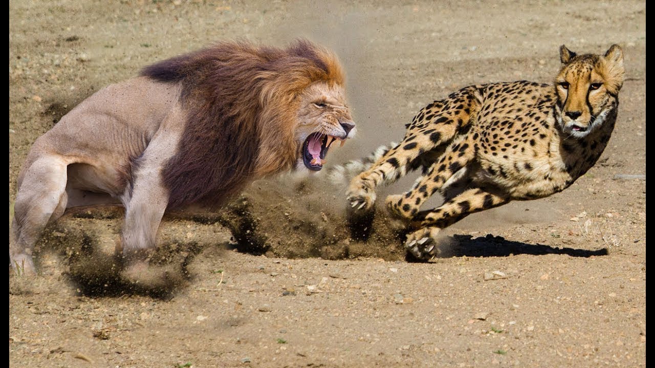 Detail Singa Vs Jaguar Nomer 8