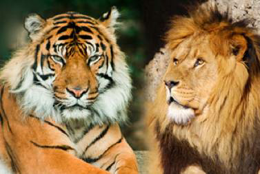 Detail Singa Vs Kucing Nomer 23