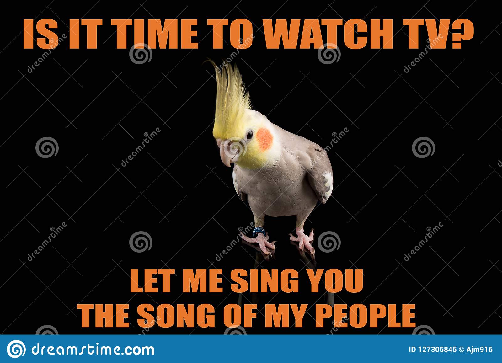 Detail Singing Bird Meme Nomer 33