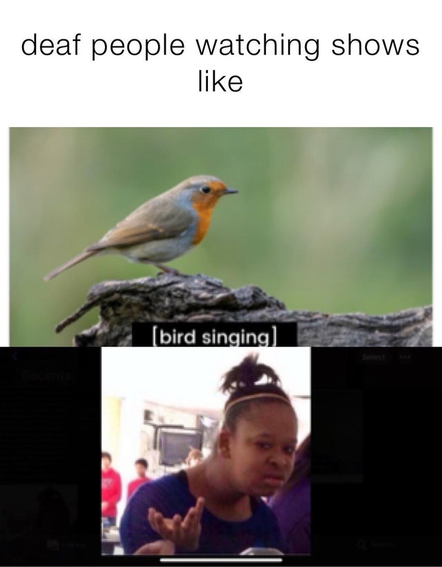 Detail Singing Bird Meme Nomer 53