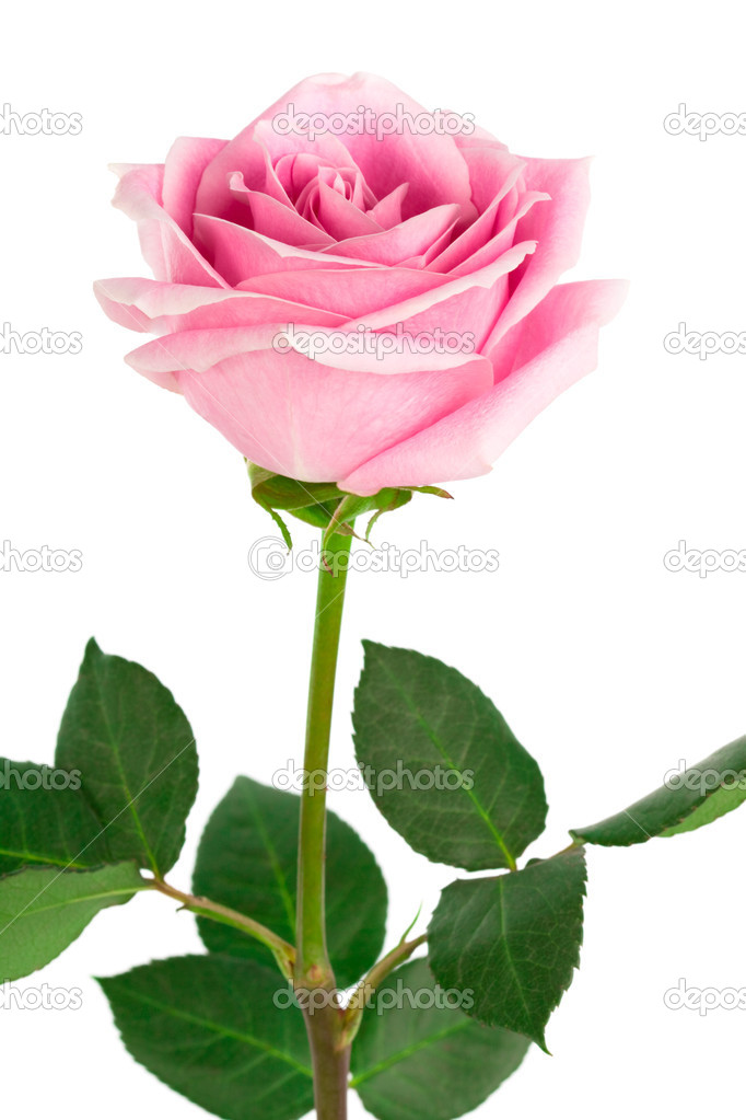 Detail Single Rose Photo Nomer 15