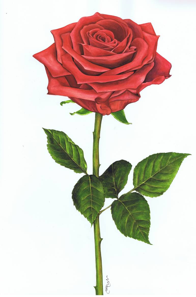 Detail Single Rose Photo Nomer 17