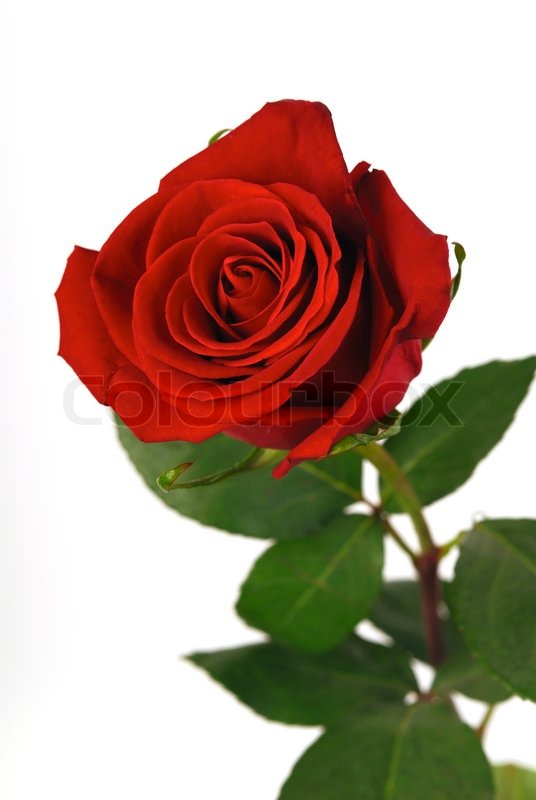 Detail Single Rose Photo Nomer 43