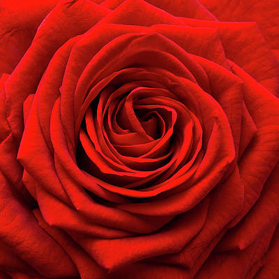 Detail Single Rose Photo Nomer 46