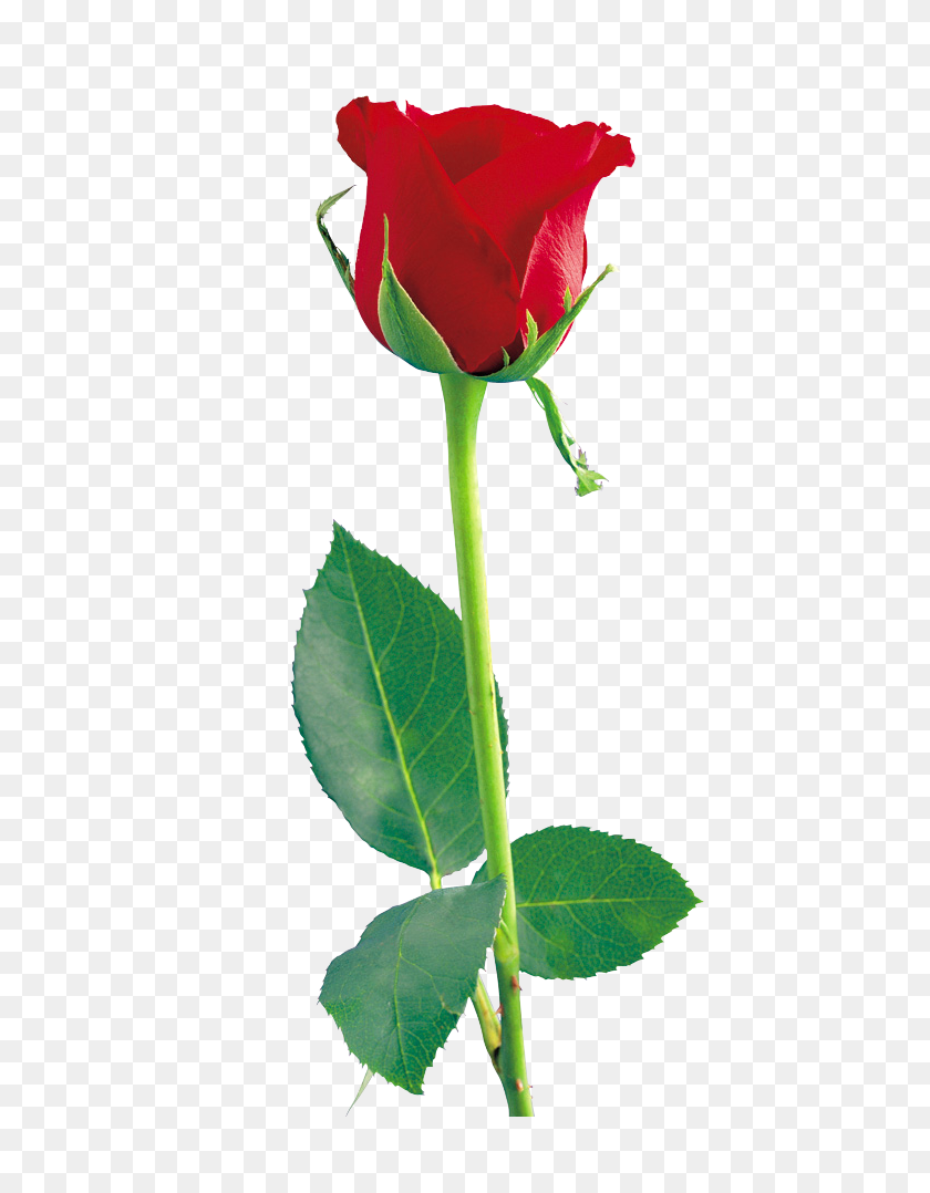 Detail Single Rose Pic Nomer 29