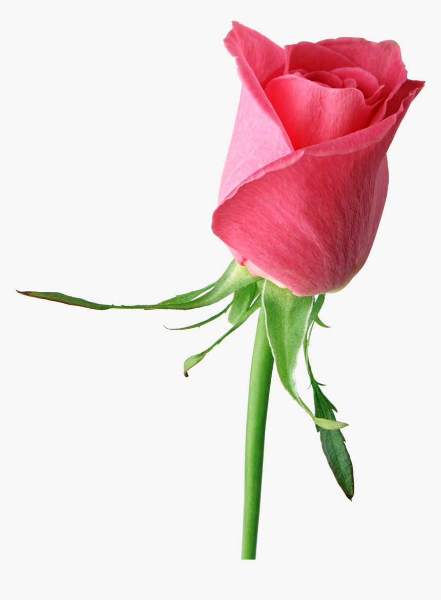 Detail Single Rose Pic Nomer 41