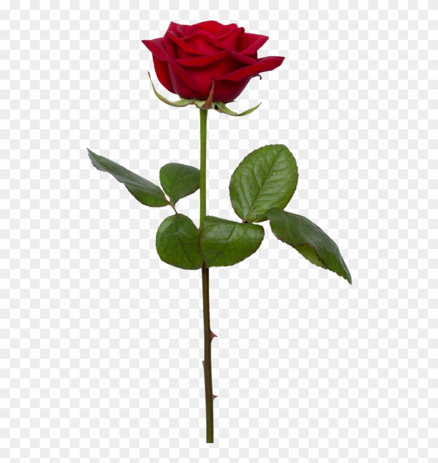 Single Rose Png - KibrisPDR