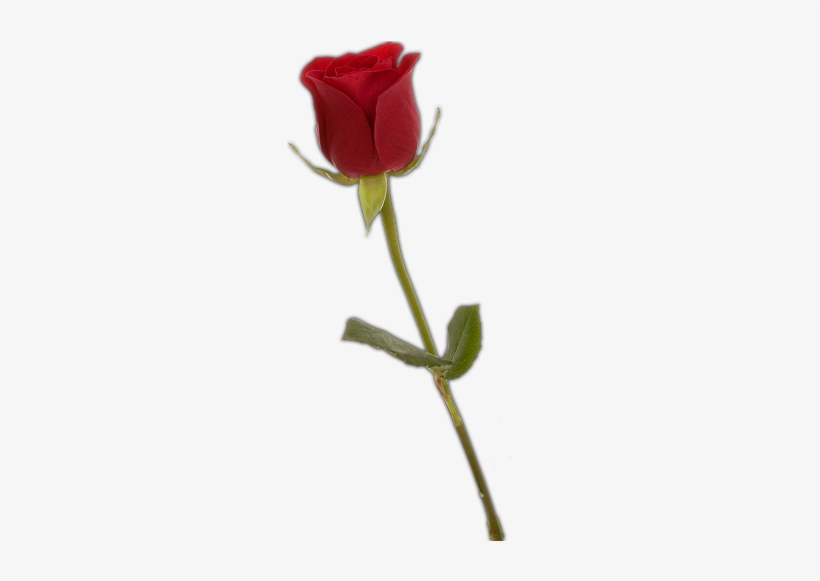 Detail Single Rose Png Nomer 2