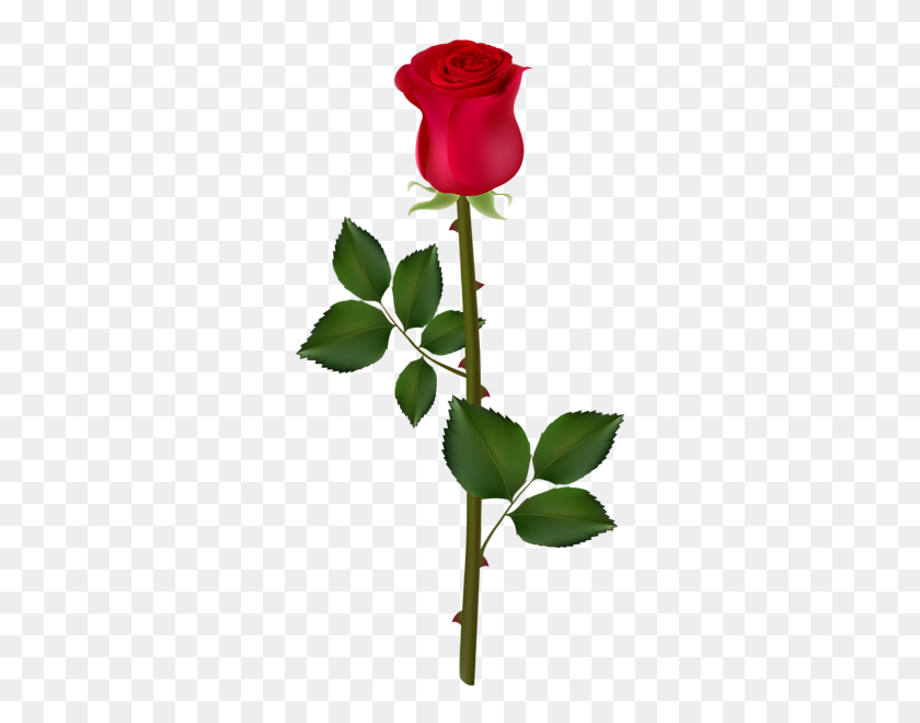 Detail Single Rose Png Nomer 11