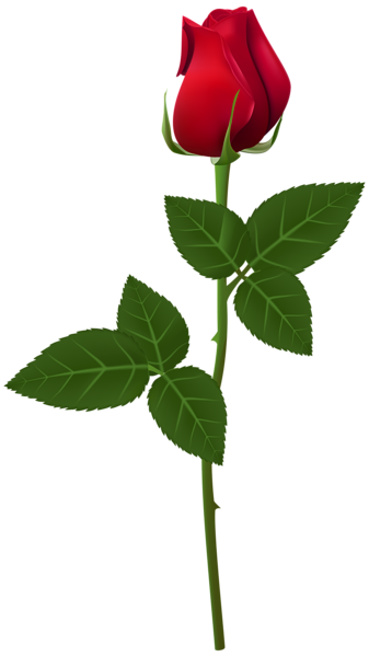 Detail Single Rose Png Nomer 15