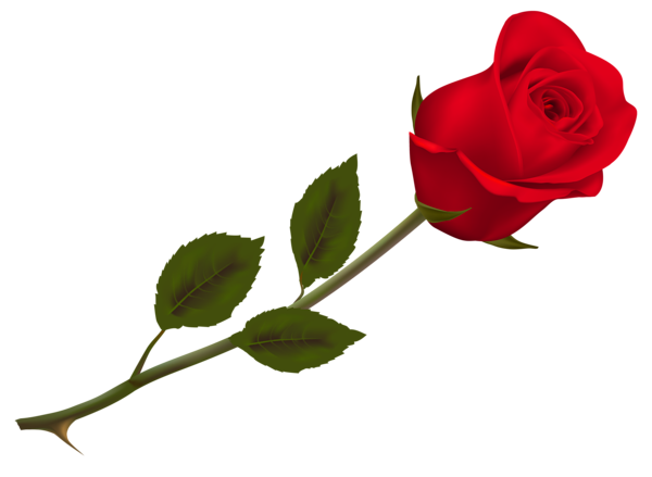 Detail Single Rose Png Nomer 4