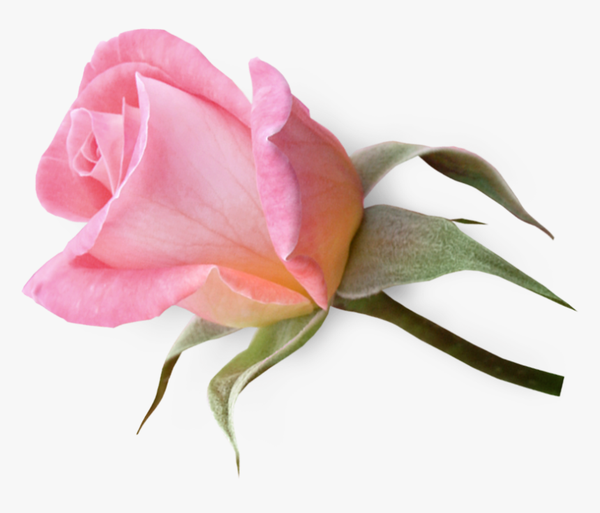 Download Single Rose Png Nomer 41