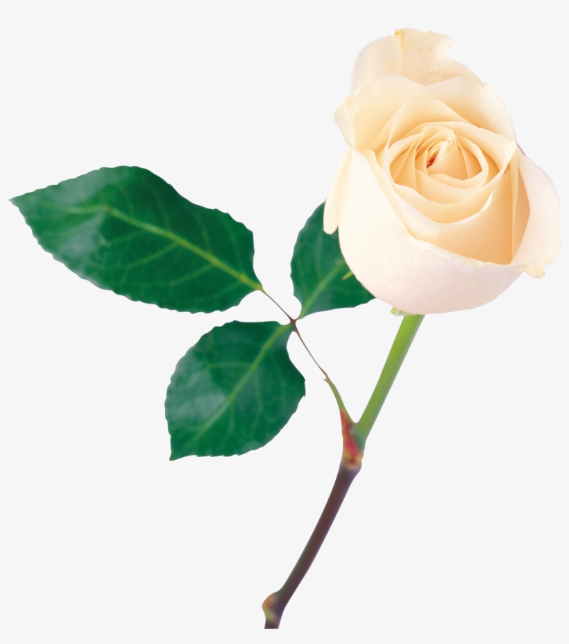 Download Single Rose Png Nomer 52