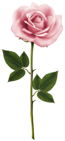 Download Single Rose Png Nomer 56