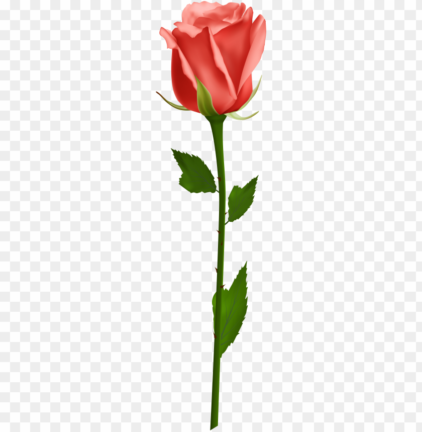 Detail Single Rose Png Nomer 8