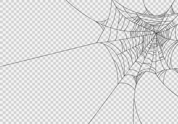 Detail Web Spider Png Nomer 15