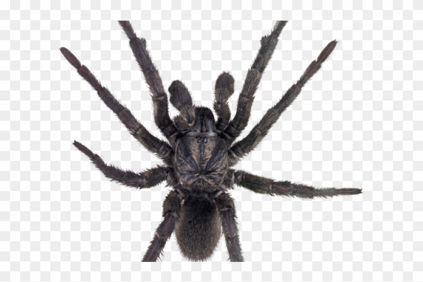Detail Web Spider Png Nomer 16