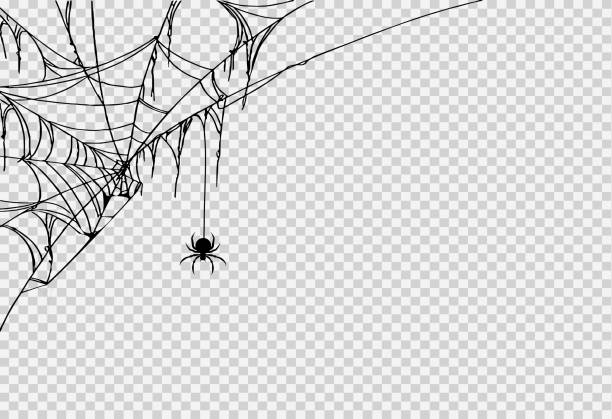Detail Web Spider Png Nomer 27