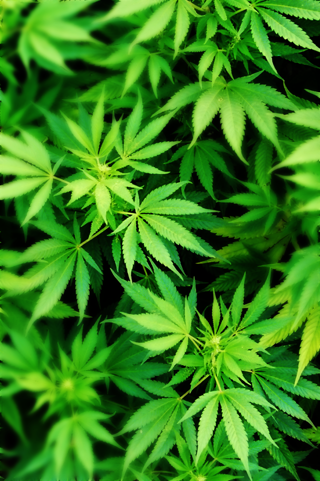 Detail Weed Background Hd Nomer 14