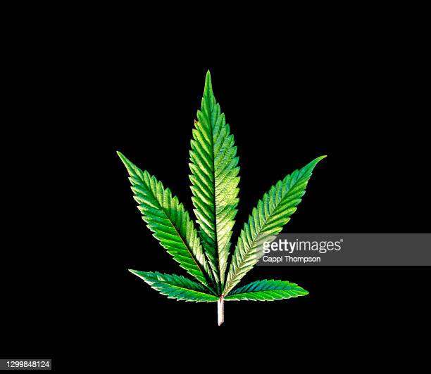 Detail Weed Background Pictures Nomer 25