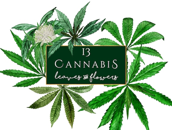 Detail Weed Clipart Nomer 31