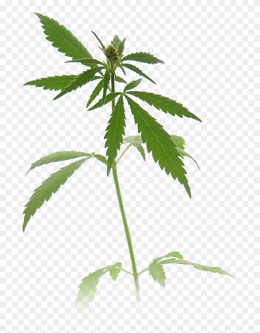 Detail Weed Clipart Nomer 43