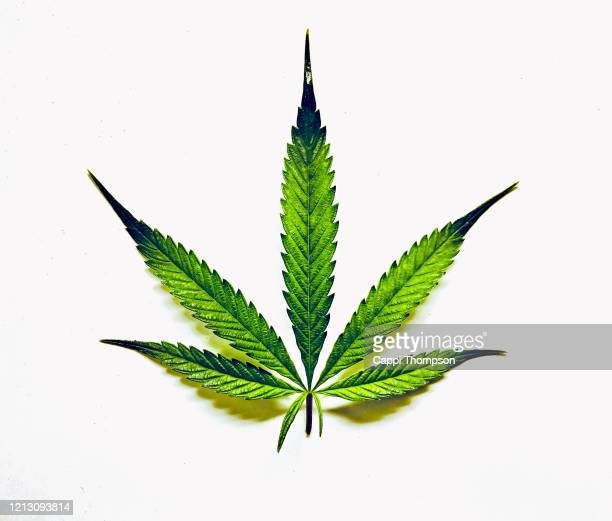 Detail Weed Leaf Background Nomer 42