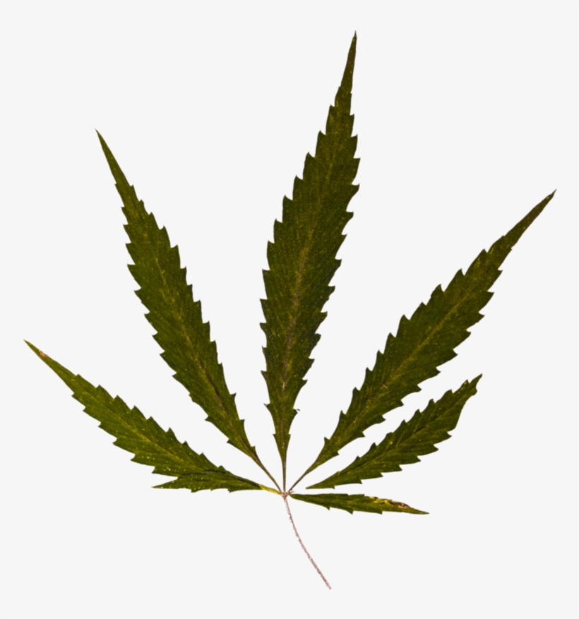Detail Weed Leaf No Background Nomer 32