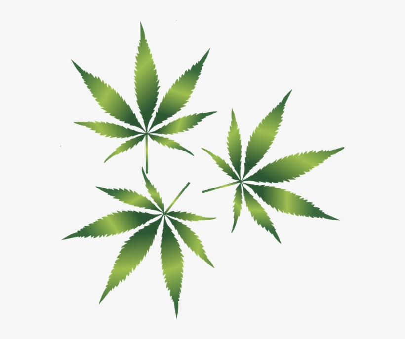 Detail Weed Leaf No Background Nomer 33