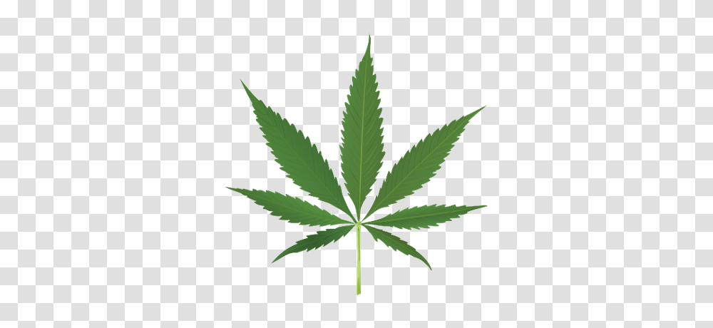 Detail Weed Leaf No Background Nomer 34