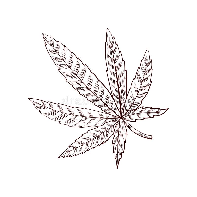 Detail Weed Leaf Outline Drawing Nomer 33