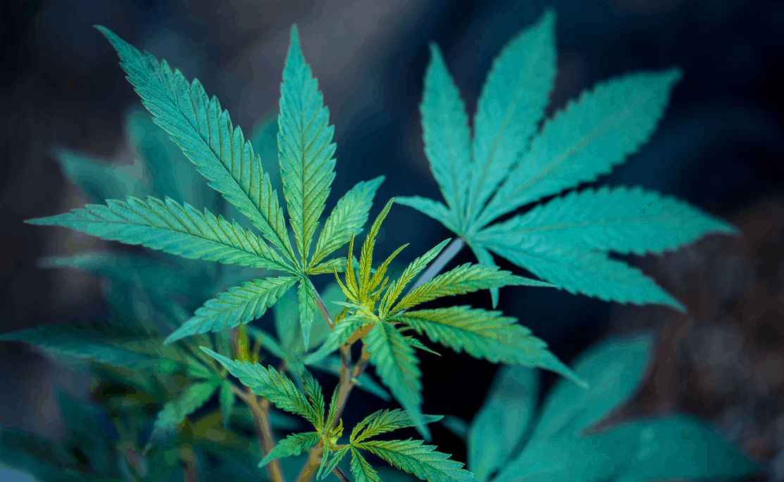 Detail Weed Leaf Pic Nomer 34