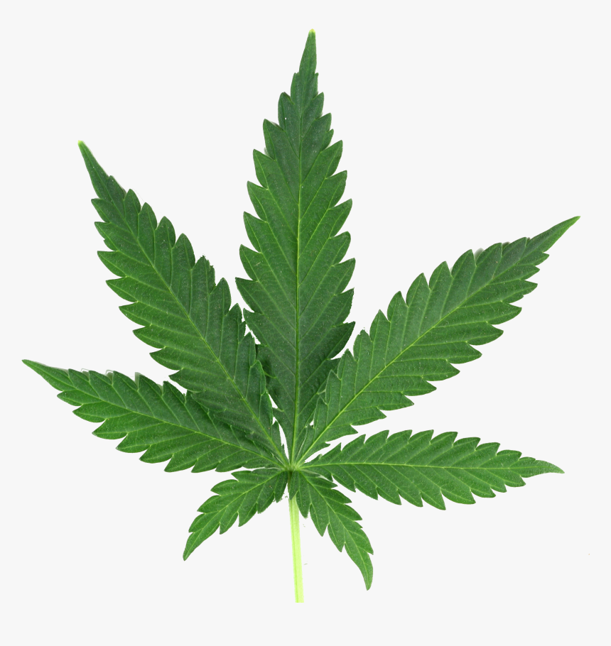 Detail Weed Leaf Png Nomer 6