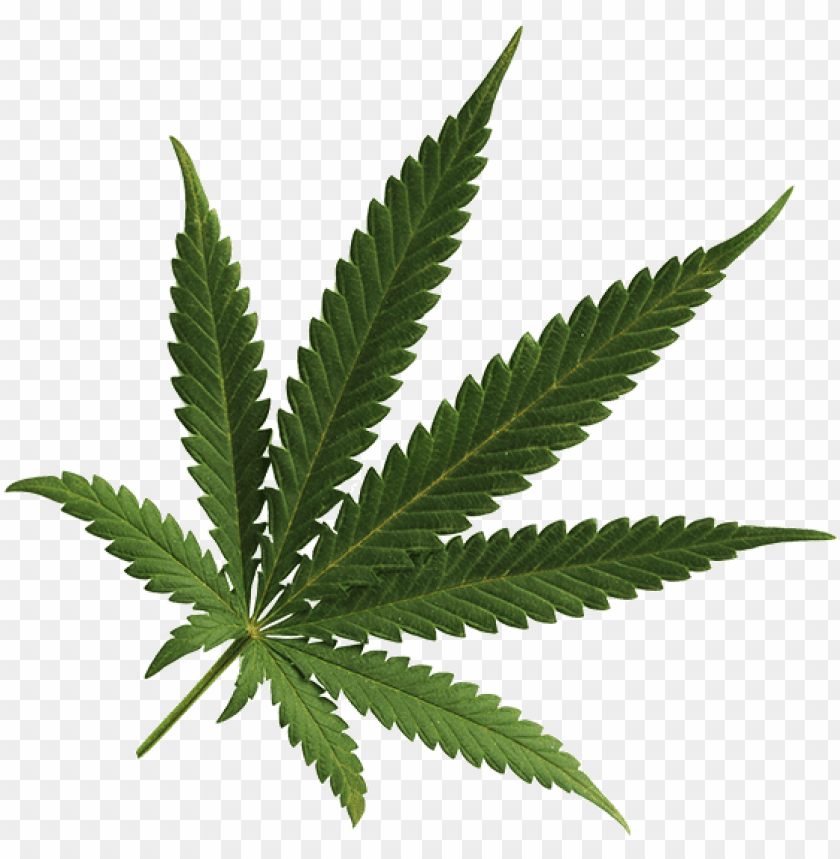Detail Weed Leaf Transparent Nomer 15