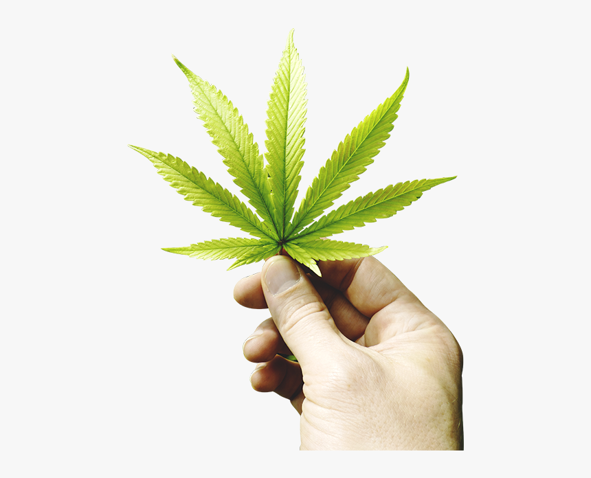 Detail Weed Leaf Transparent Nomer 28